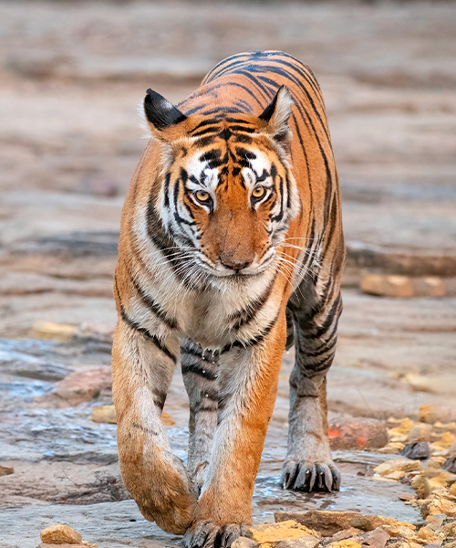 Tadoba National Park
