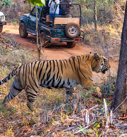 Jungle Safari Booking