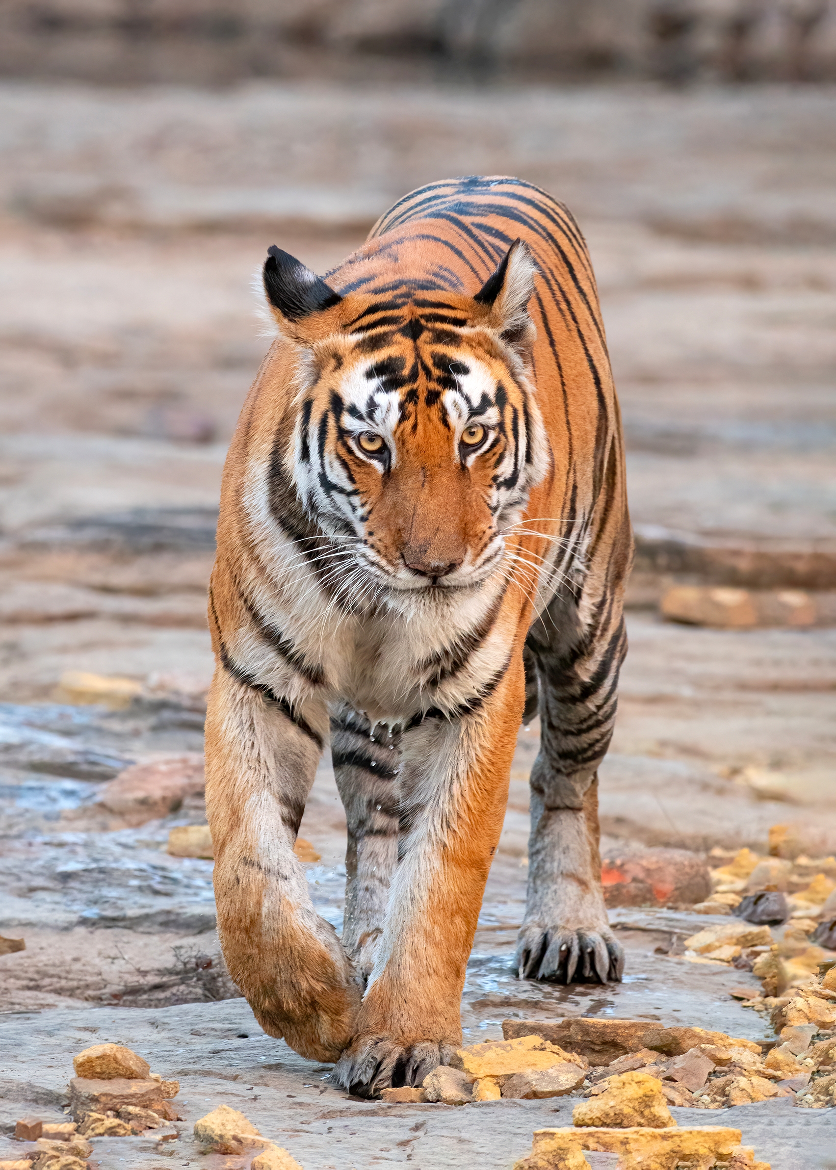 Tadoba Safari