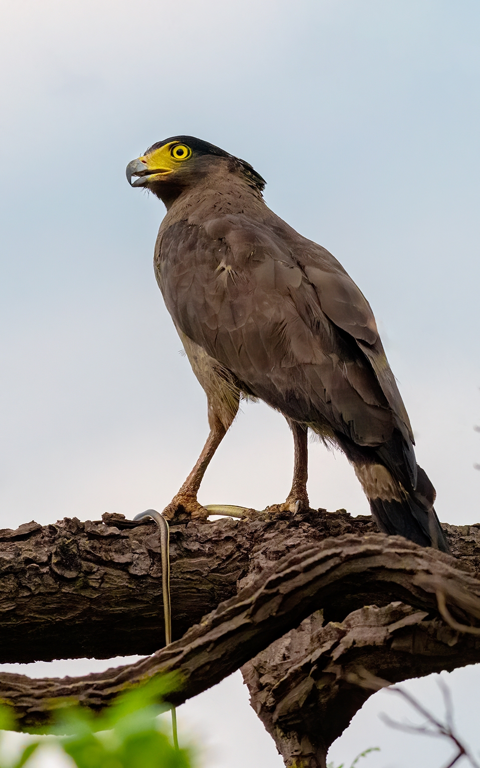 Tadoba Safari