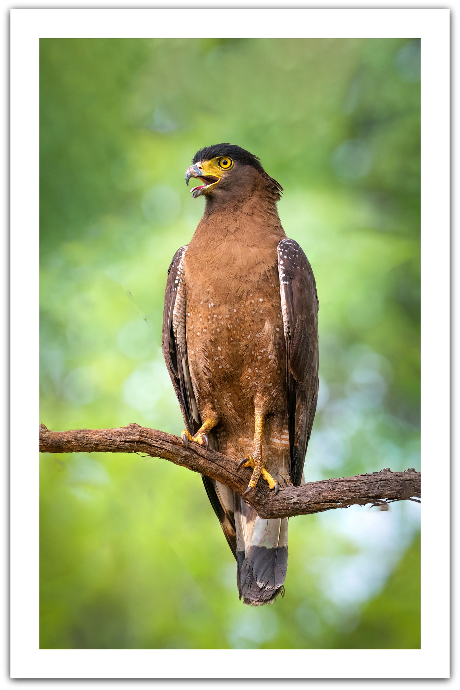 Tadoba Safari