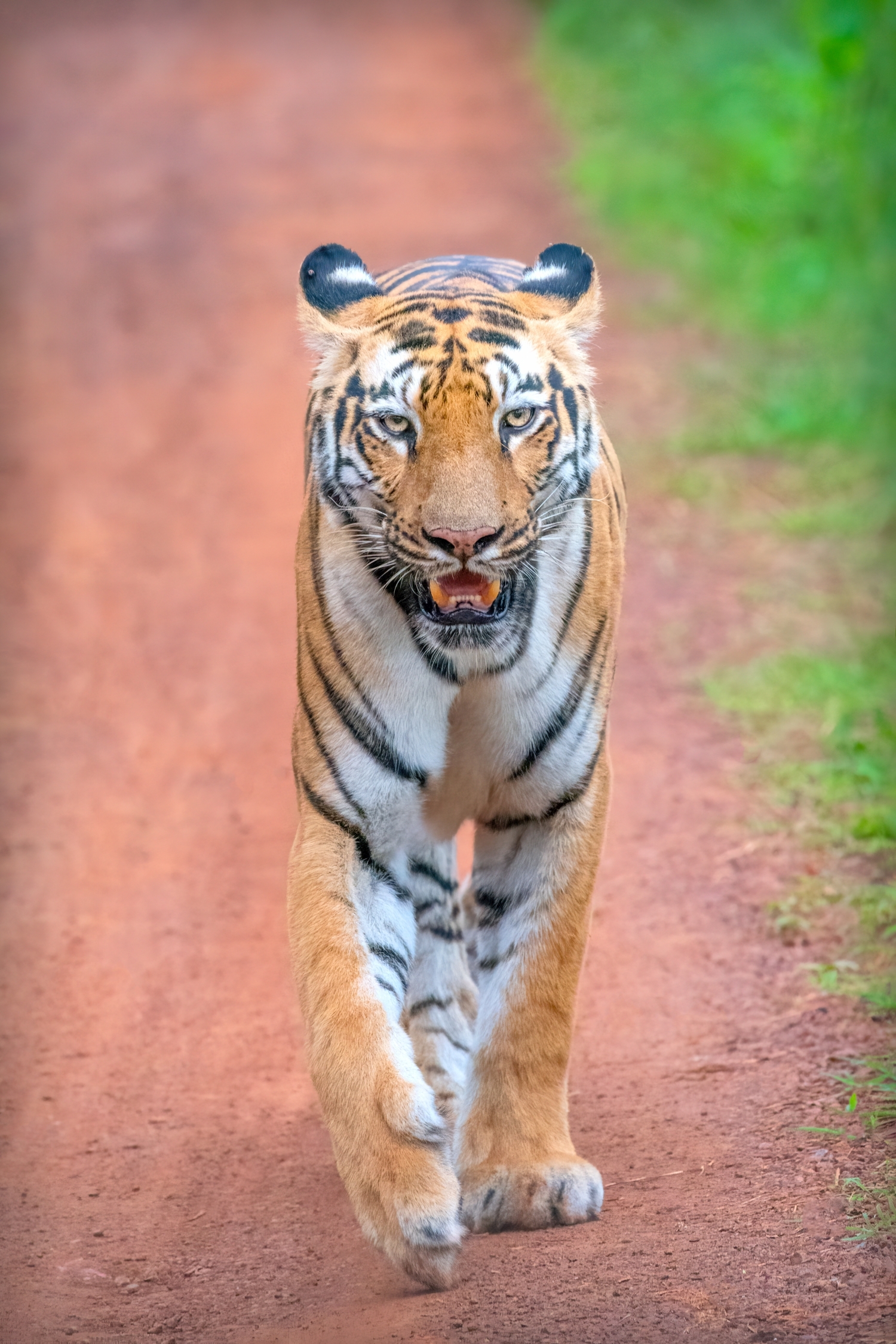 Tadoba Safari