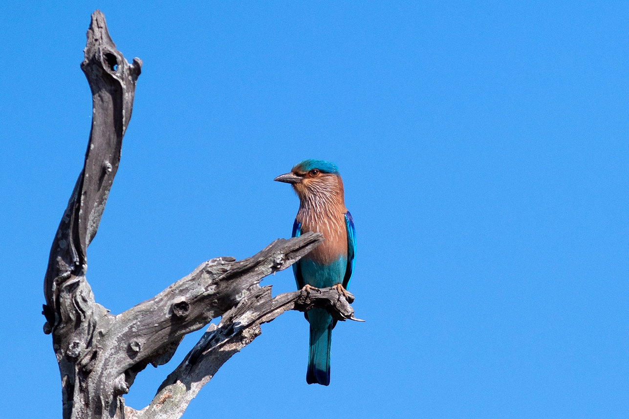 Tadoba Safari