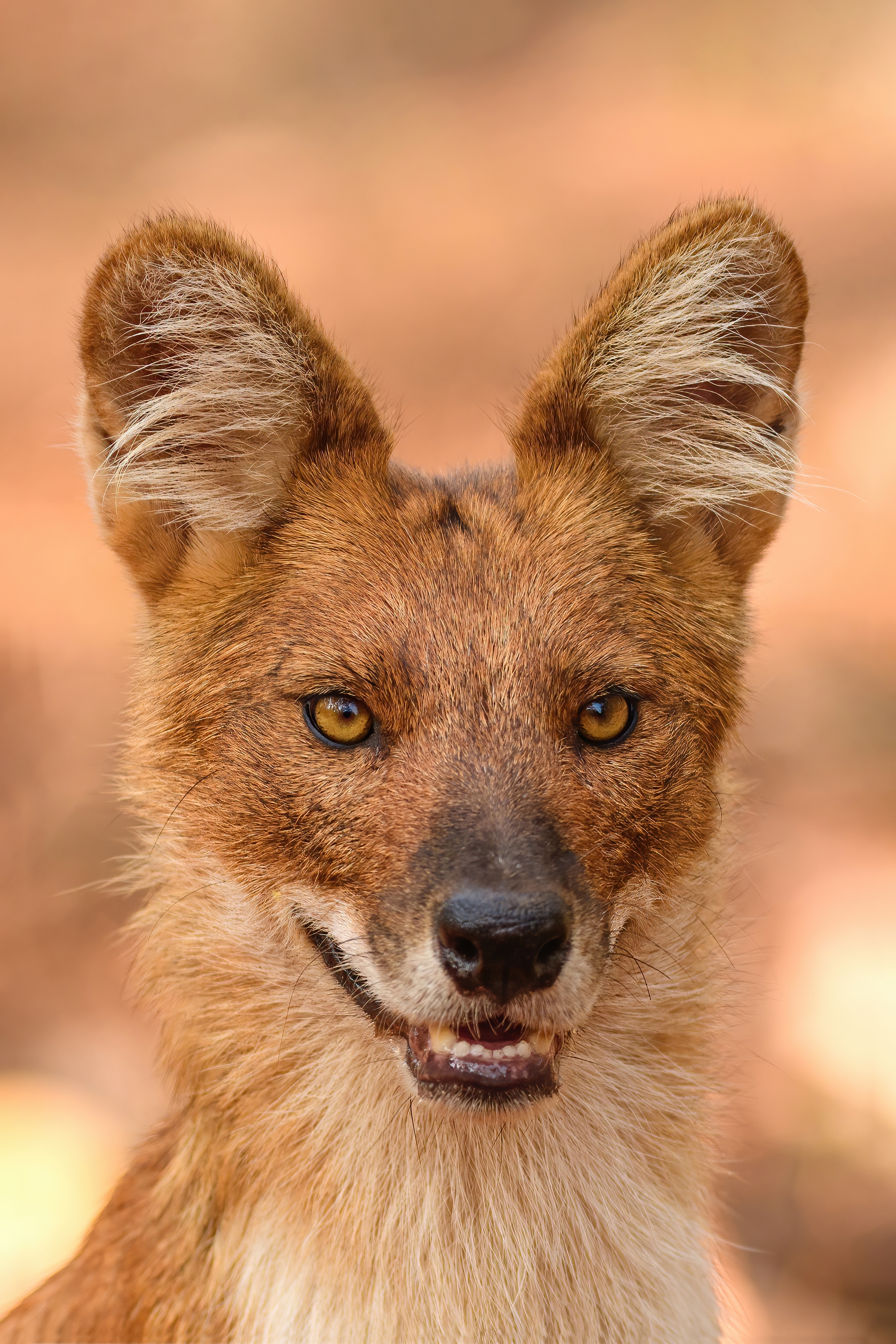 Tadoba Safari