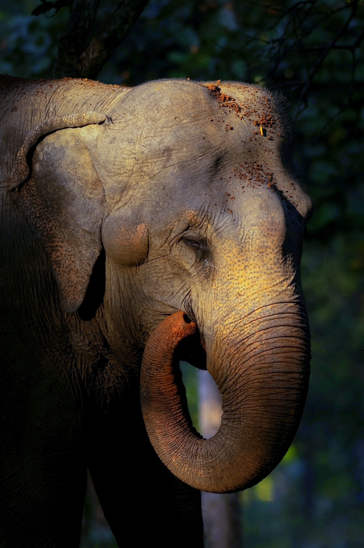 Tadoba Safari