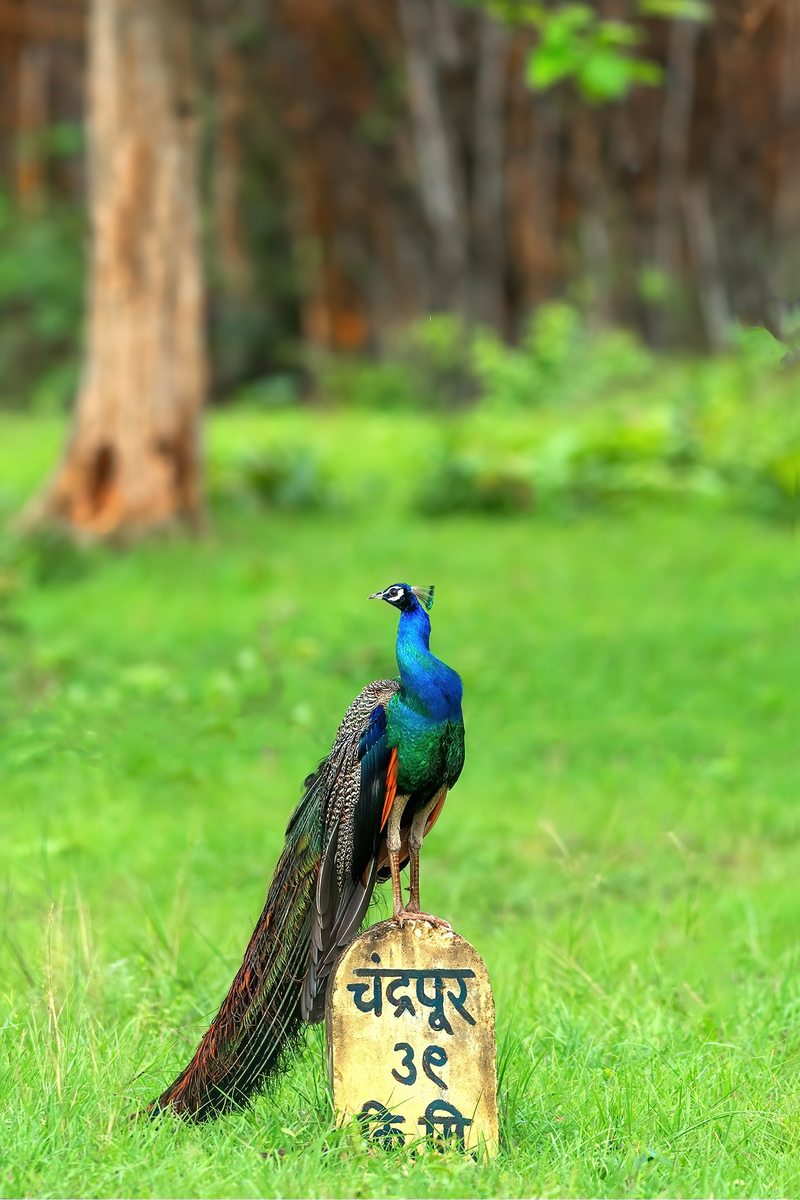 Tadoba Safari